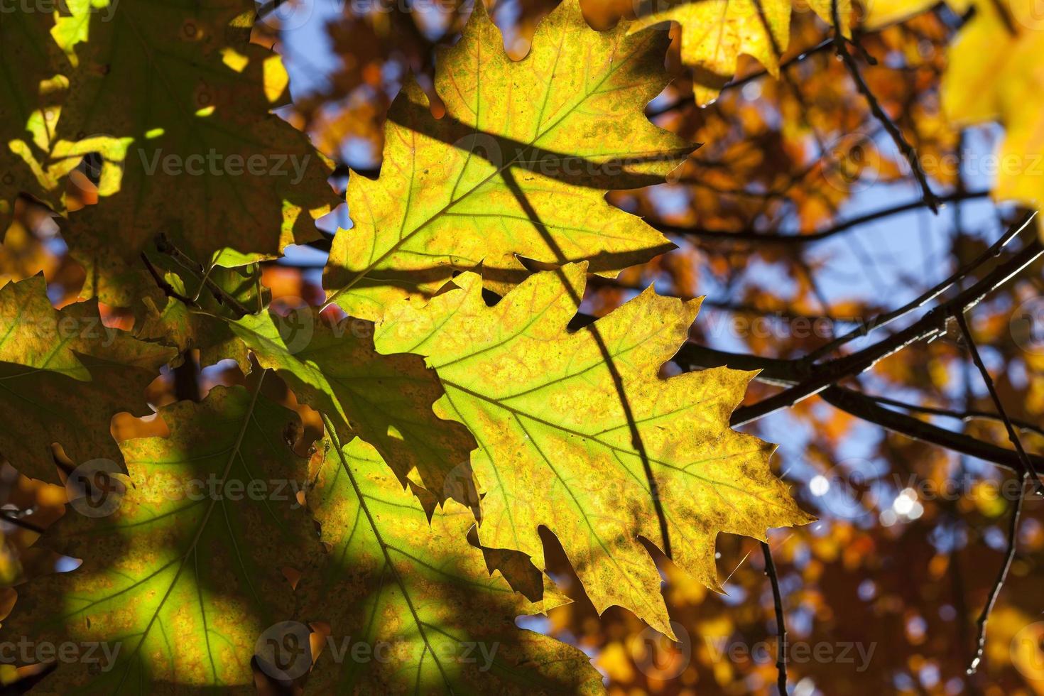 oak autumn, close up photo