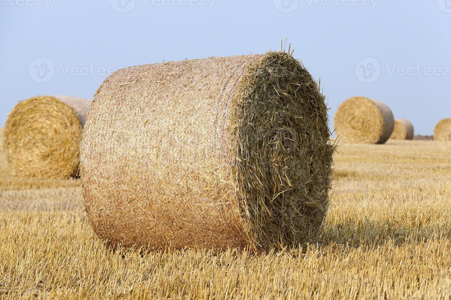 stack of straw in the field photo