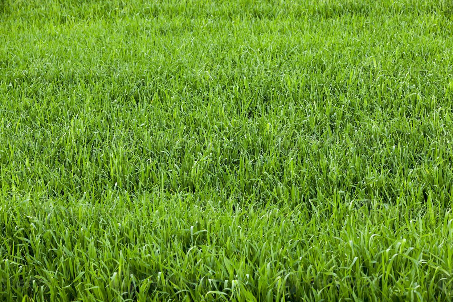green field with cereal photo
