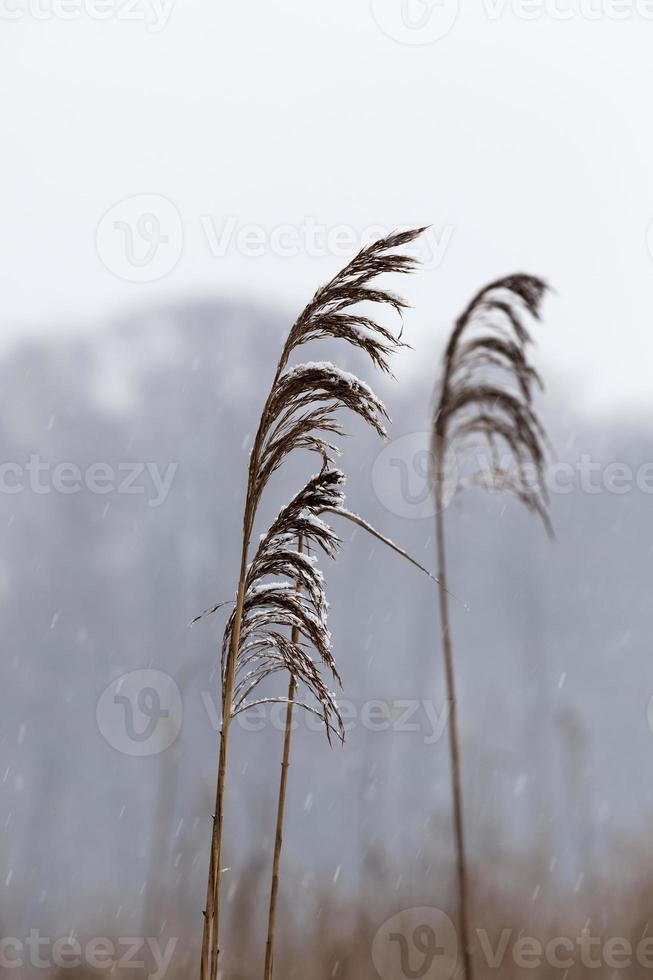 tiempo de invierno del año foto