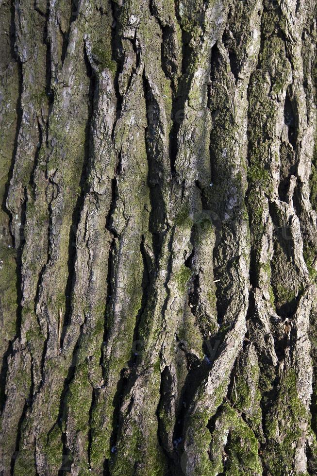 bark on the trunk of pine tree photo