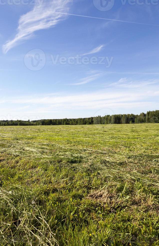 field and forest 9657541 Stock Photo at Vecteezy