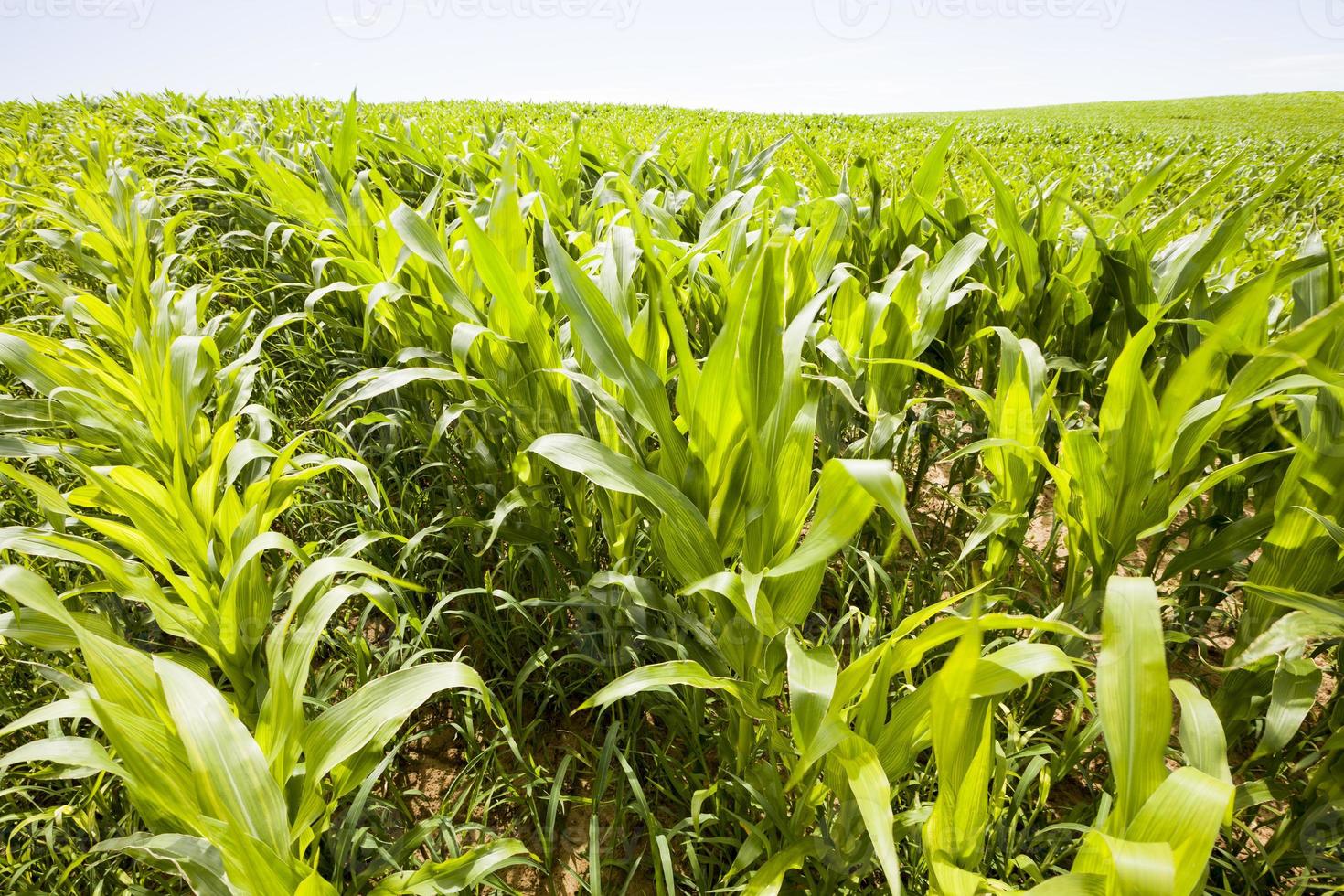 Corn field in spring. photo