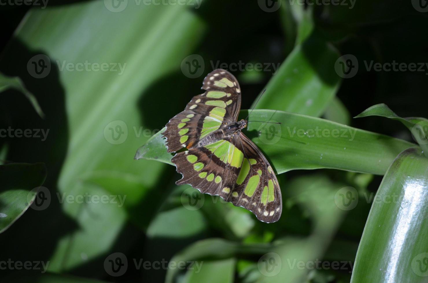 Amazing Wingspan on this Malachite Butterfly in Nature photo