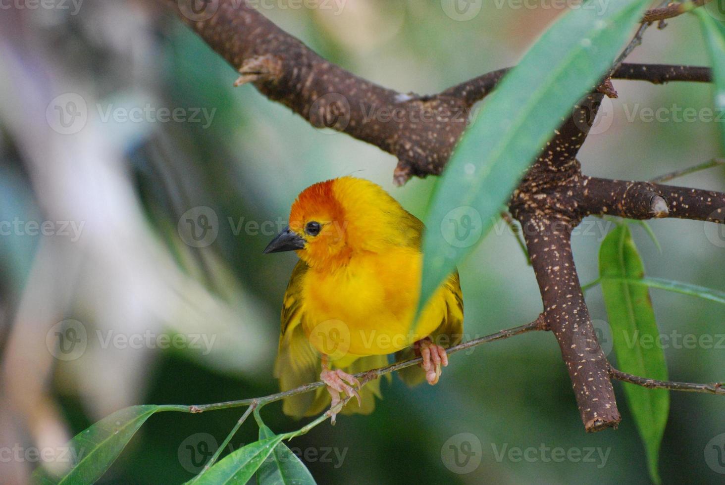 Yellow Warbler With His Feet Wrapped Around a Tree Branch photo