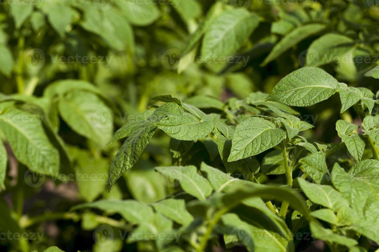 green leaves of potato photo