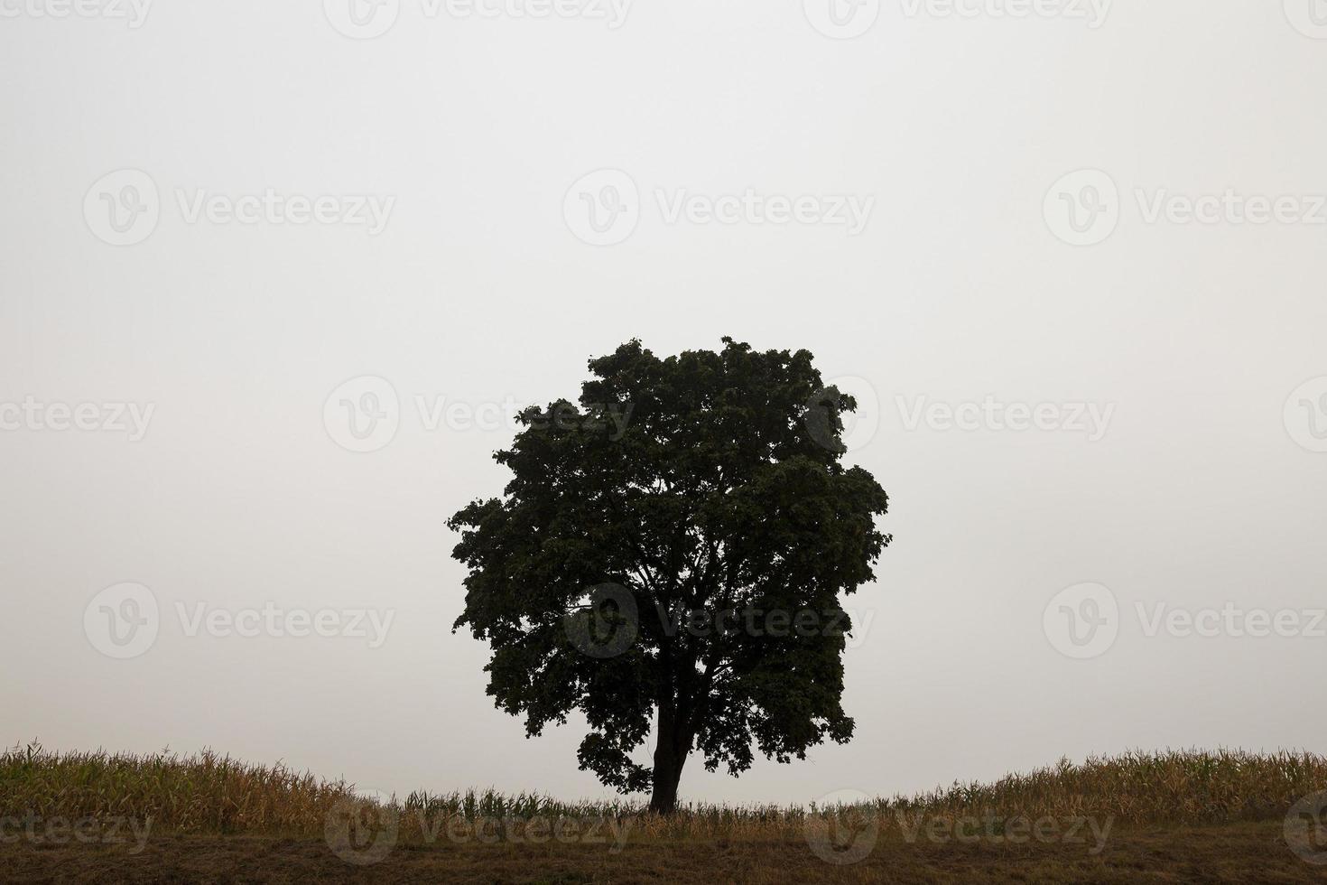 tree in the field photo