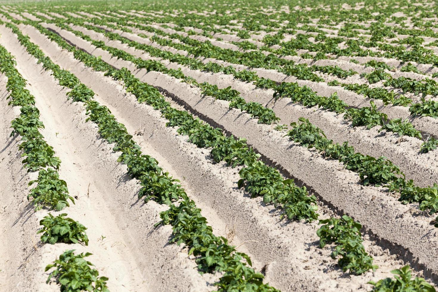 agricultura, campo de patatas foto