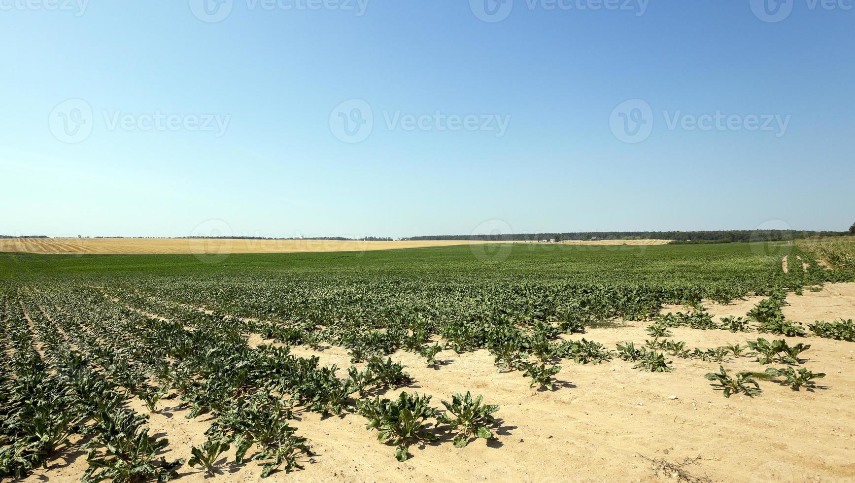 campo con remolacha foto