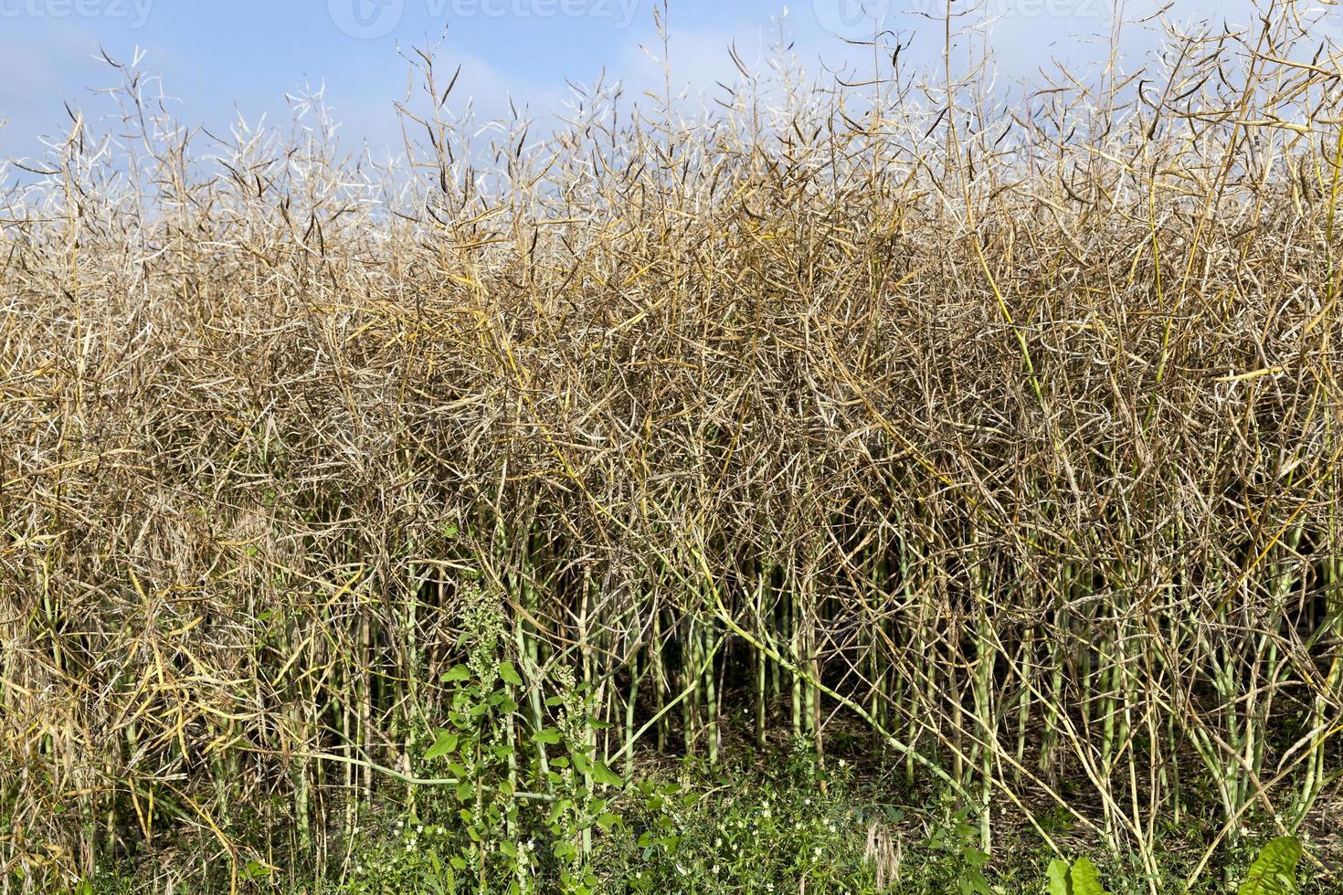 Agricultural field, close up photo