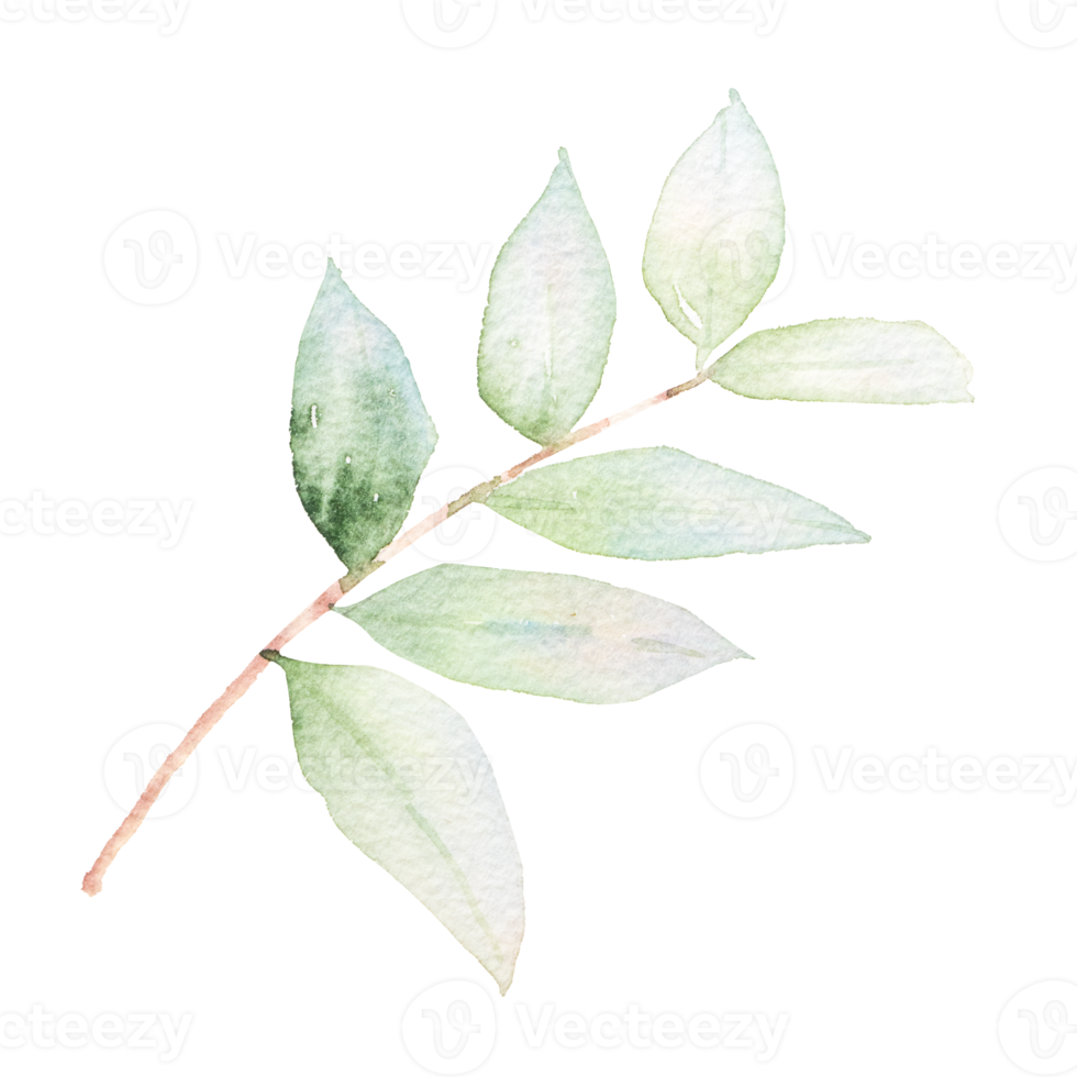 Green leaf watercolor png