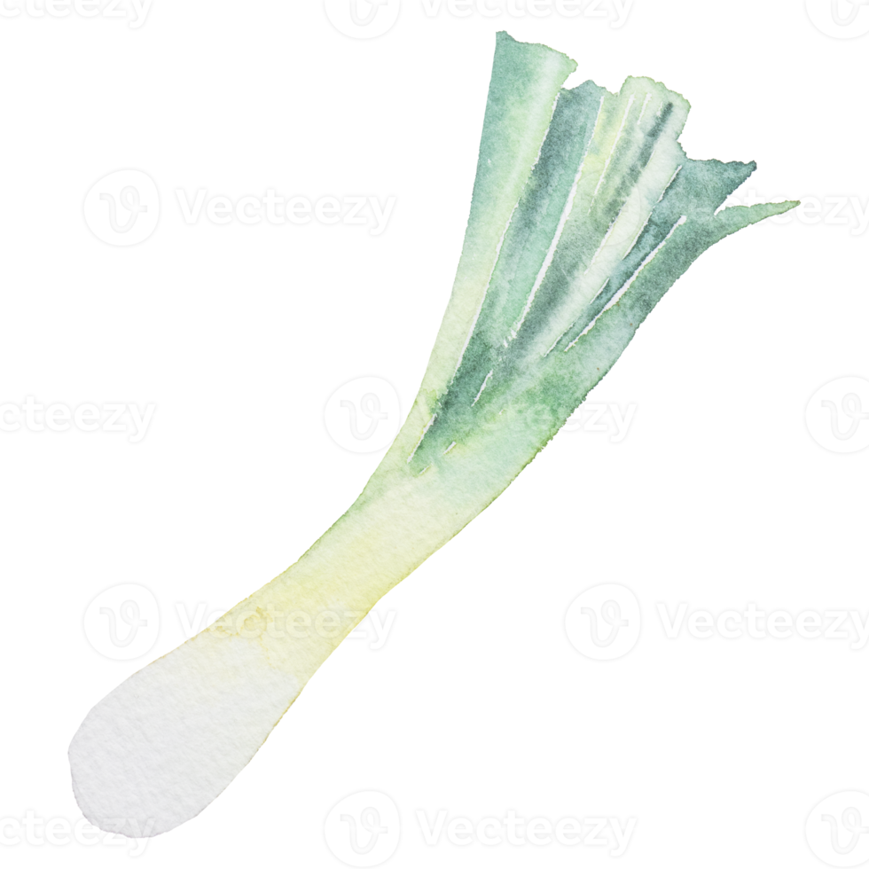 spring onion watercolor clip art png