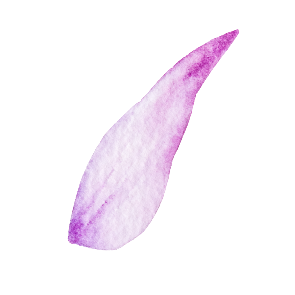 pétales de fleurs aquarelles png