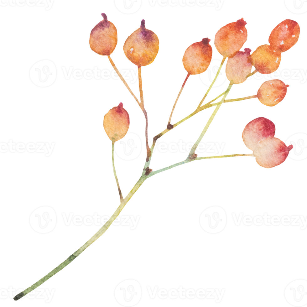 acquerello di ramo naturale png