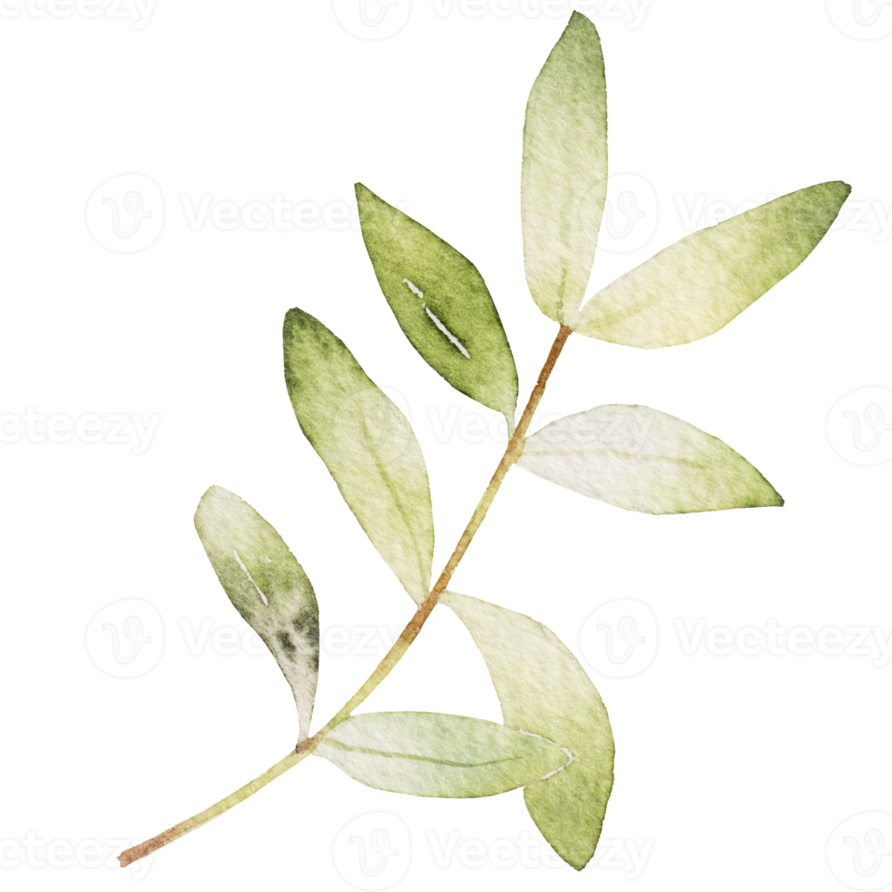 Natural leaf watercolor hand painted png