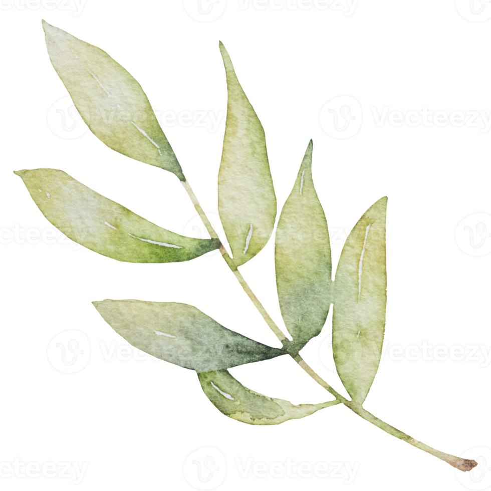 natural leaf watercolor hand painted png