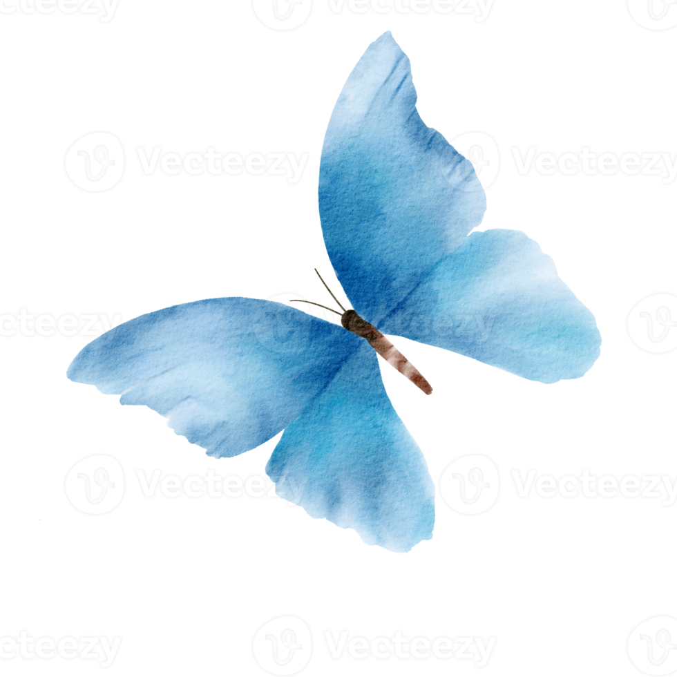 blue butterfly transparent background