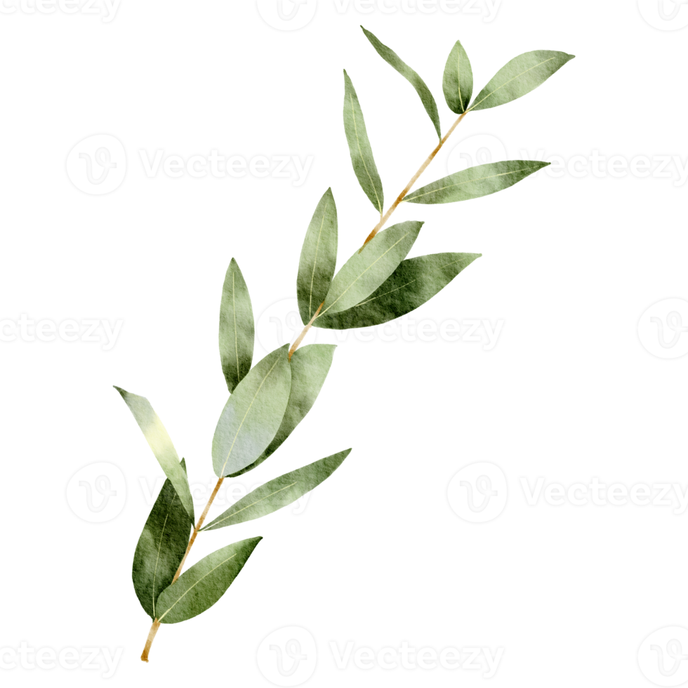 Natural branch watercolor png