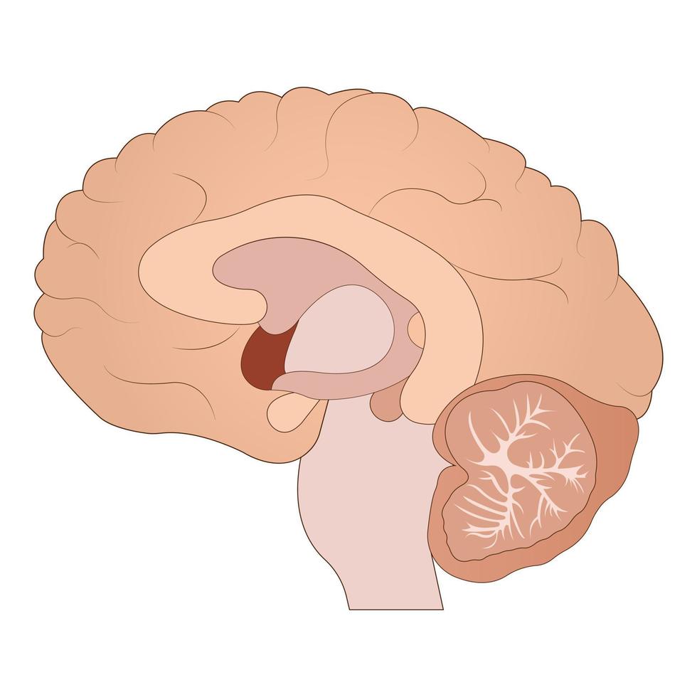 cerebro humano, cerebro, sección media del cerebro, anatomía del cerebro, anatomía. vector