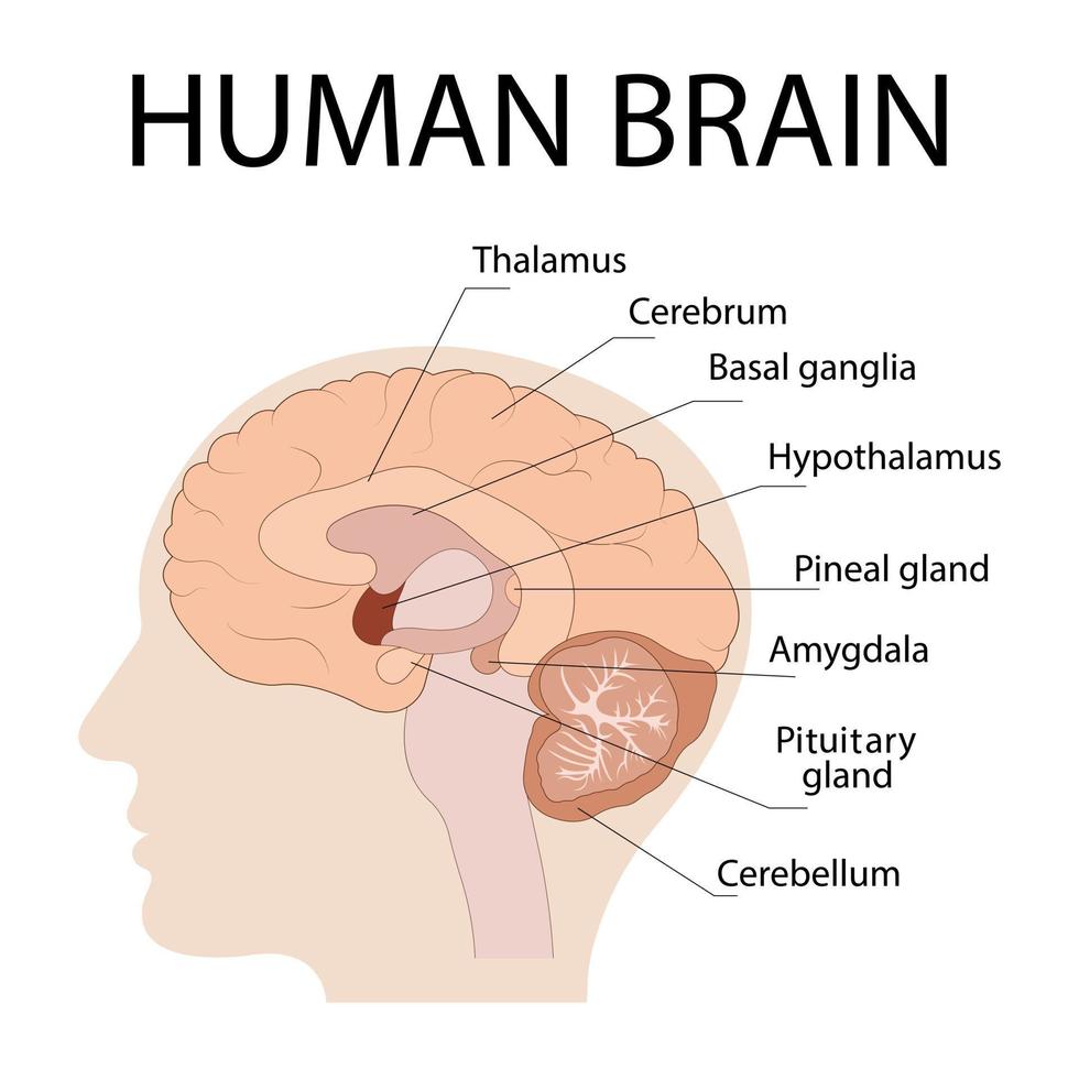 ilustración vectorial aislada de componentes cerebrales en la cabeza humana. Anatomía detallada del cerebro humano. infografía médica para afiches, educación, ciencia y medicina. vector