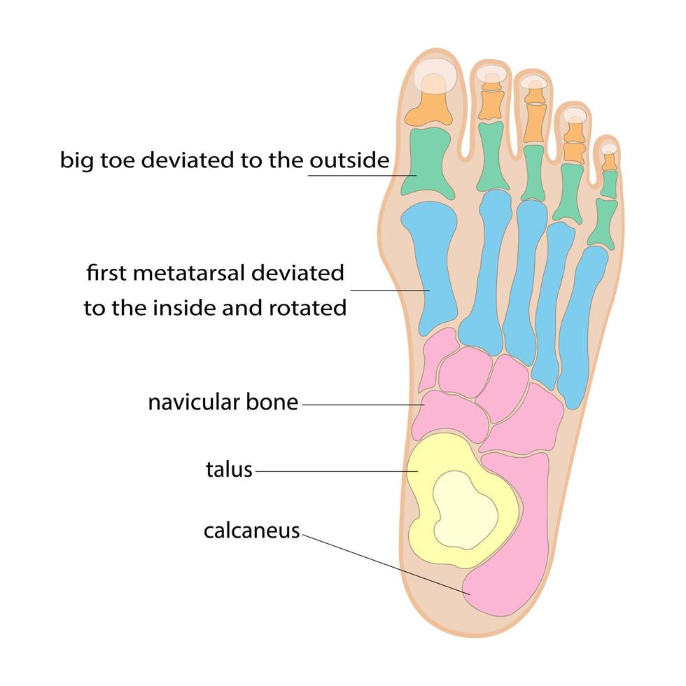 la estructura del pie humano. símbolos coloridos. ilustración vectorial vector
