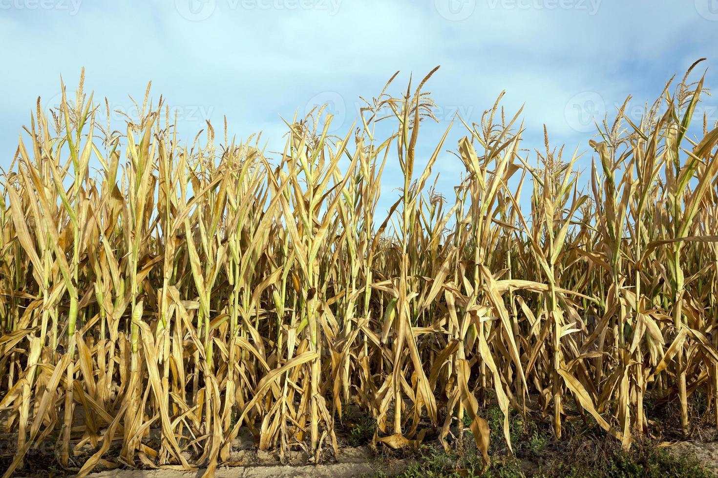 Green immature corn photo