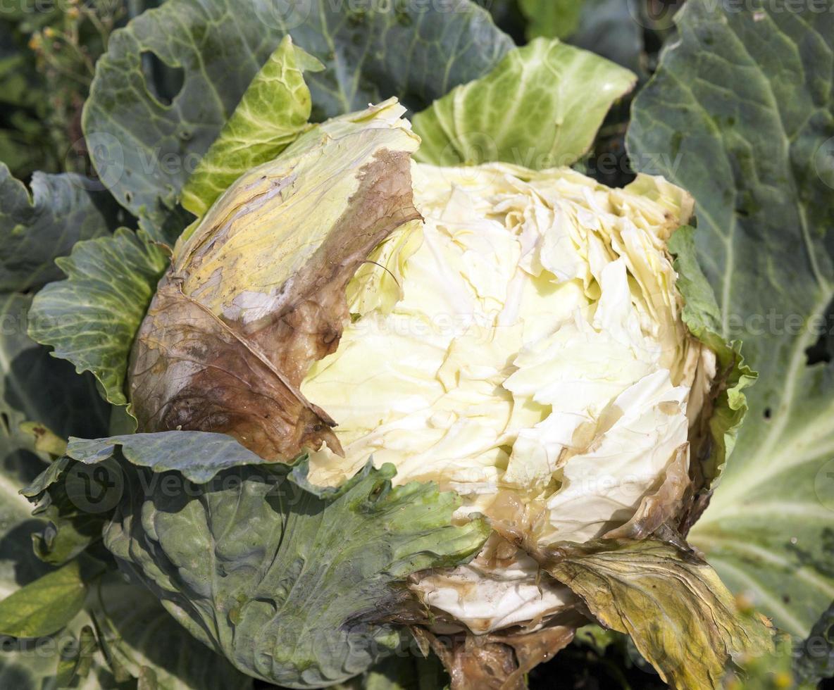 rotten cabbage, close-up photo