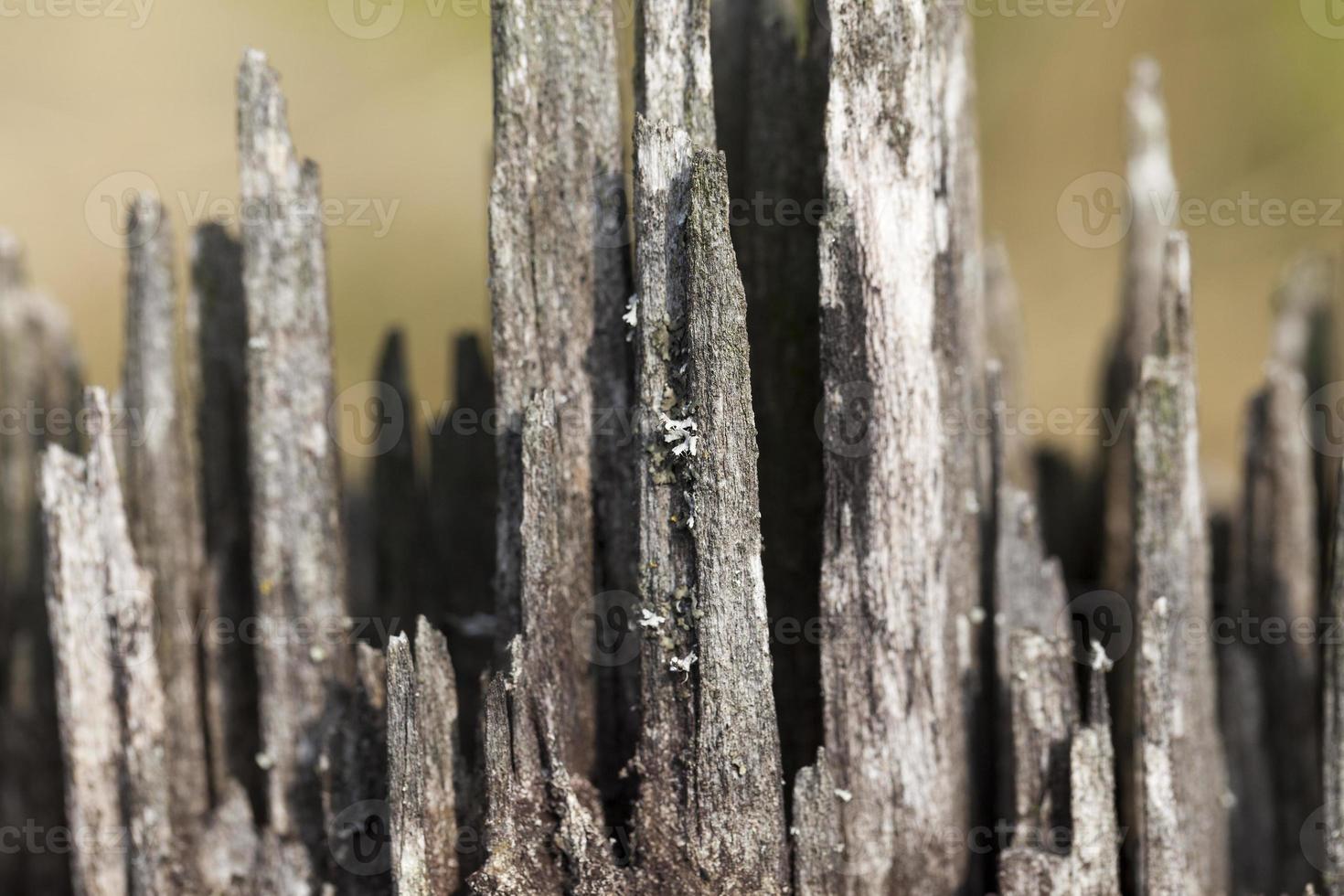 fractura de madera vieja foto