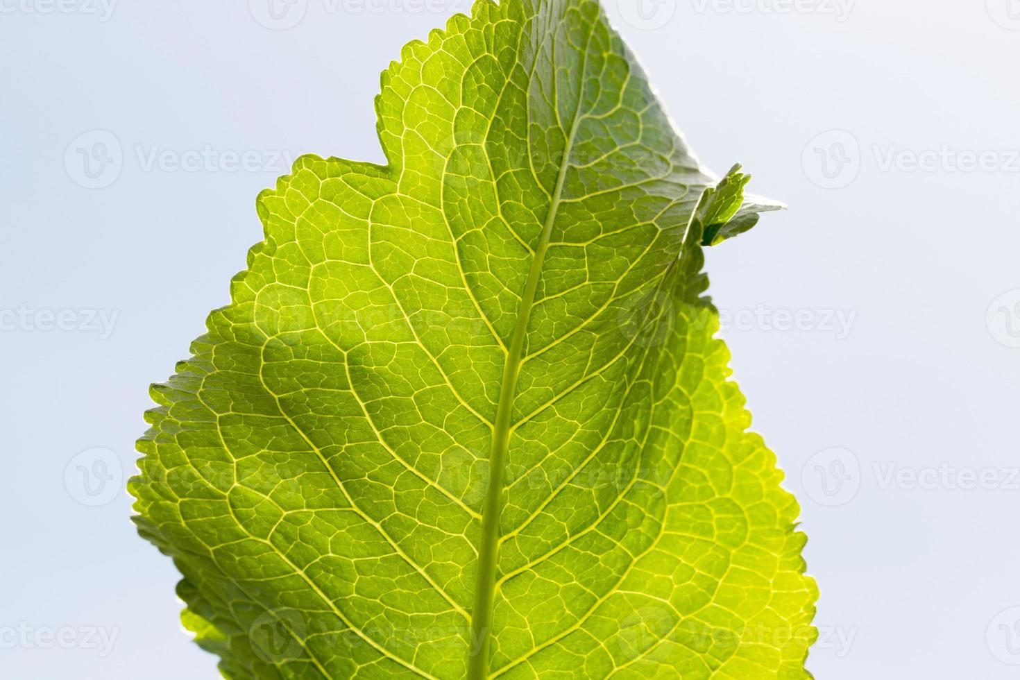 green horseradish leaf photo