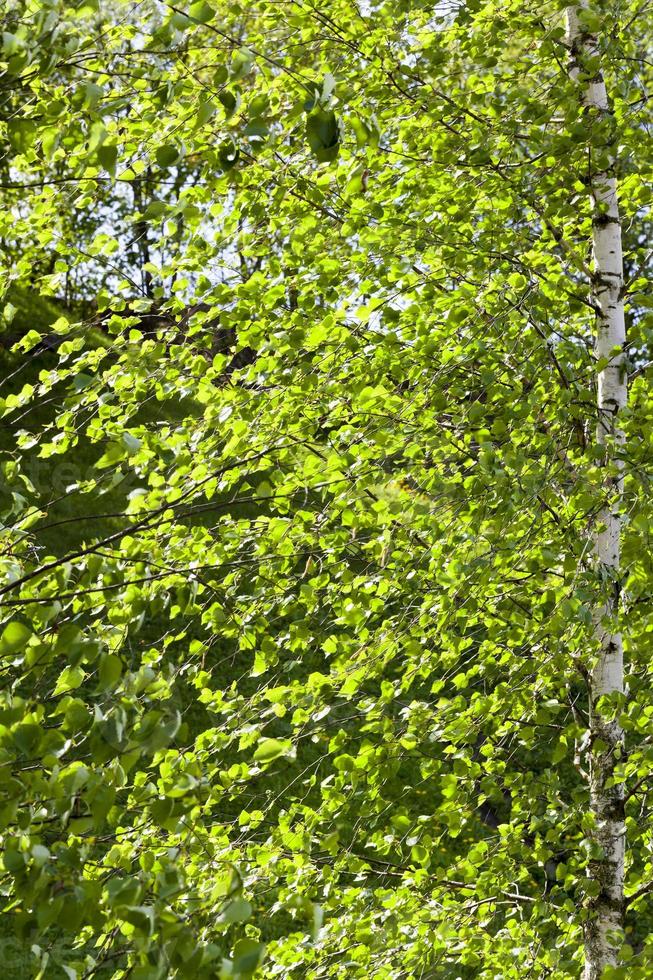 spring foliage of birches photo