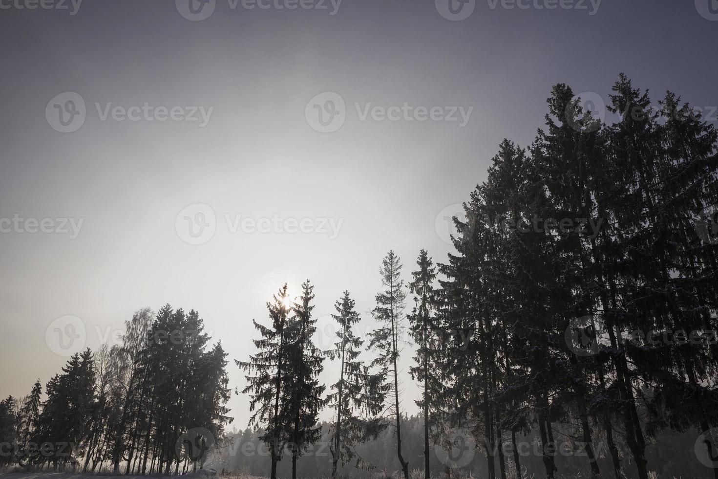 paisaje de invierno, bosque foto