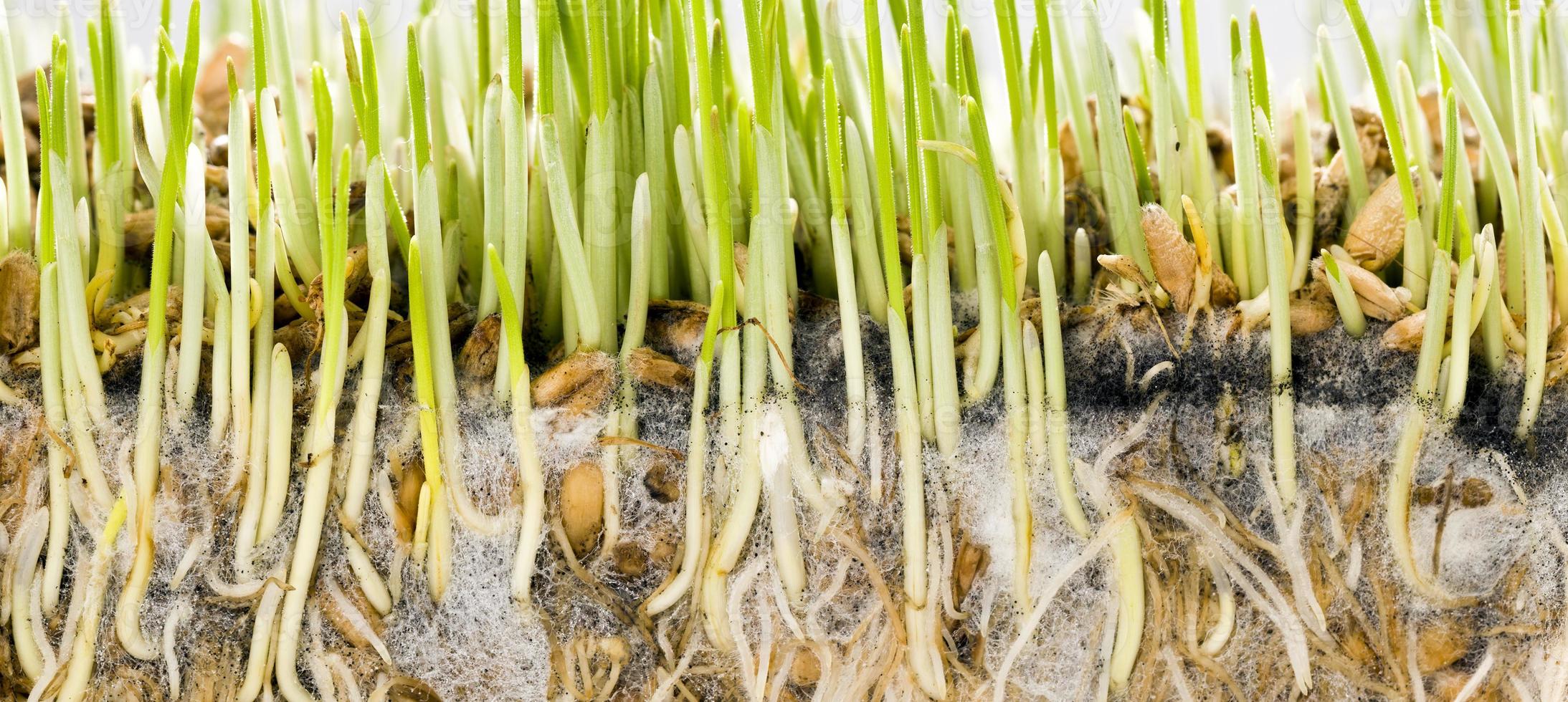 green wheat with roots 9658745 Stock Photo at Vecteezy
