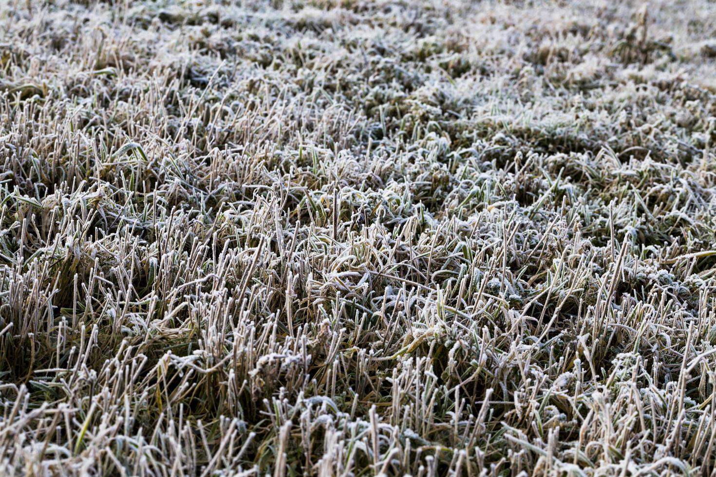 agricultural field, close up photo