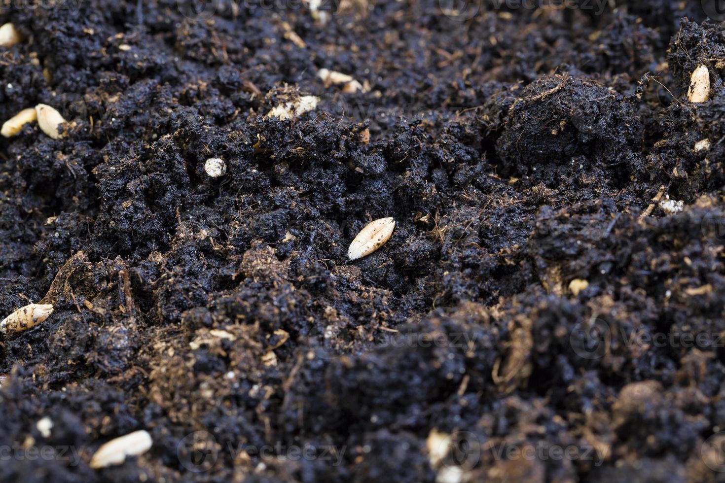 rye grain, close up photo