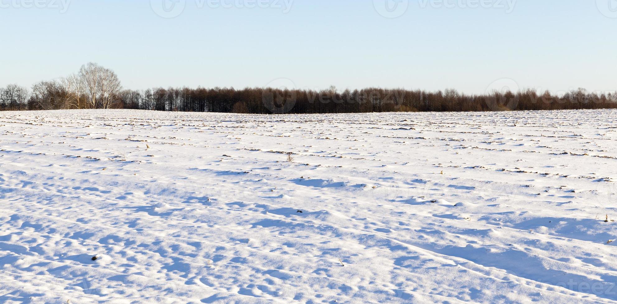Winter forest, close up photo
