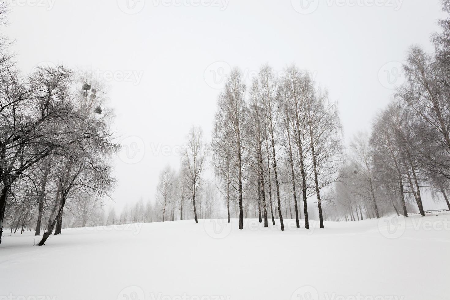 trees in winter photo