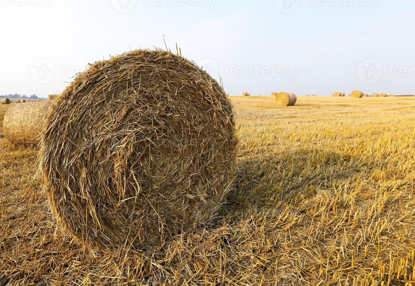 pila de paja en el campo foto