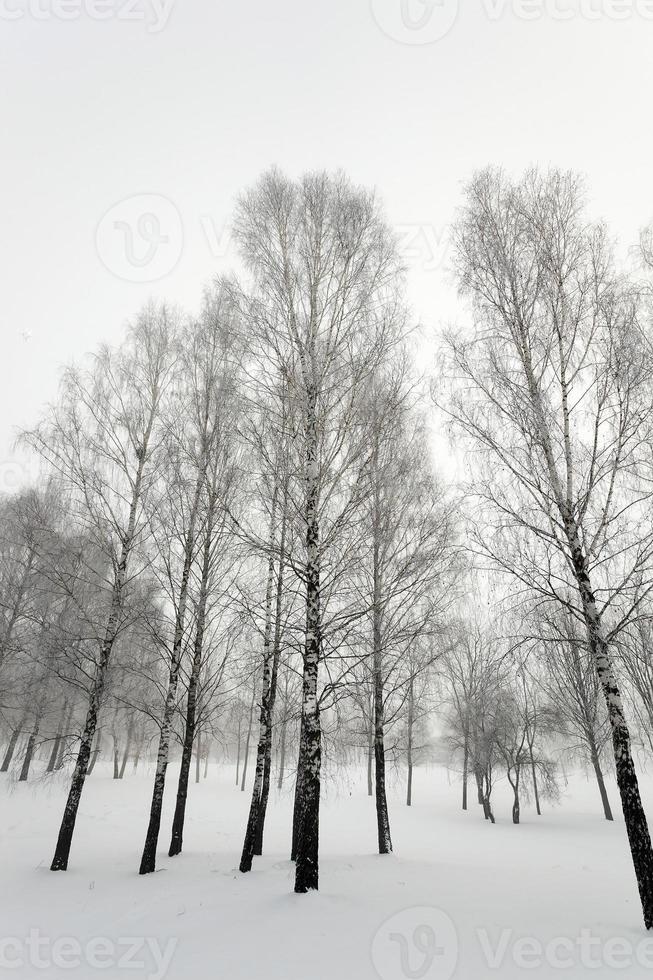 park in winter photo