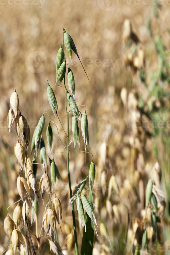 one green oat photo