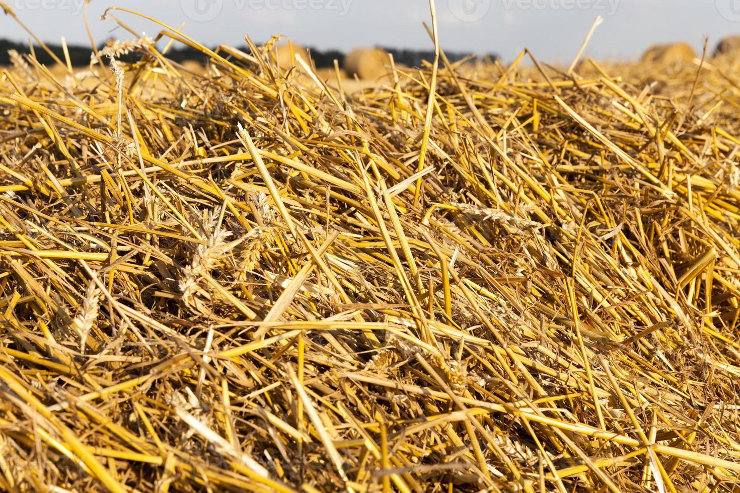 golden dry straw photo