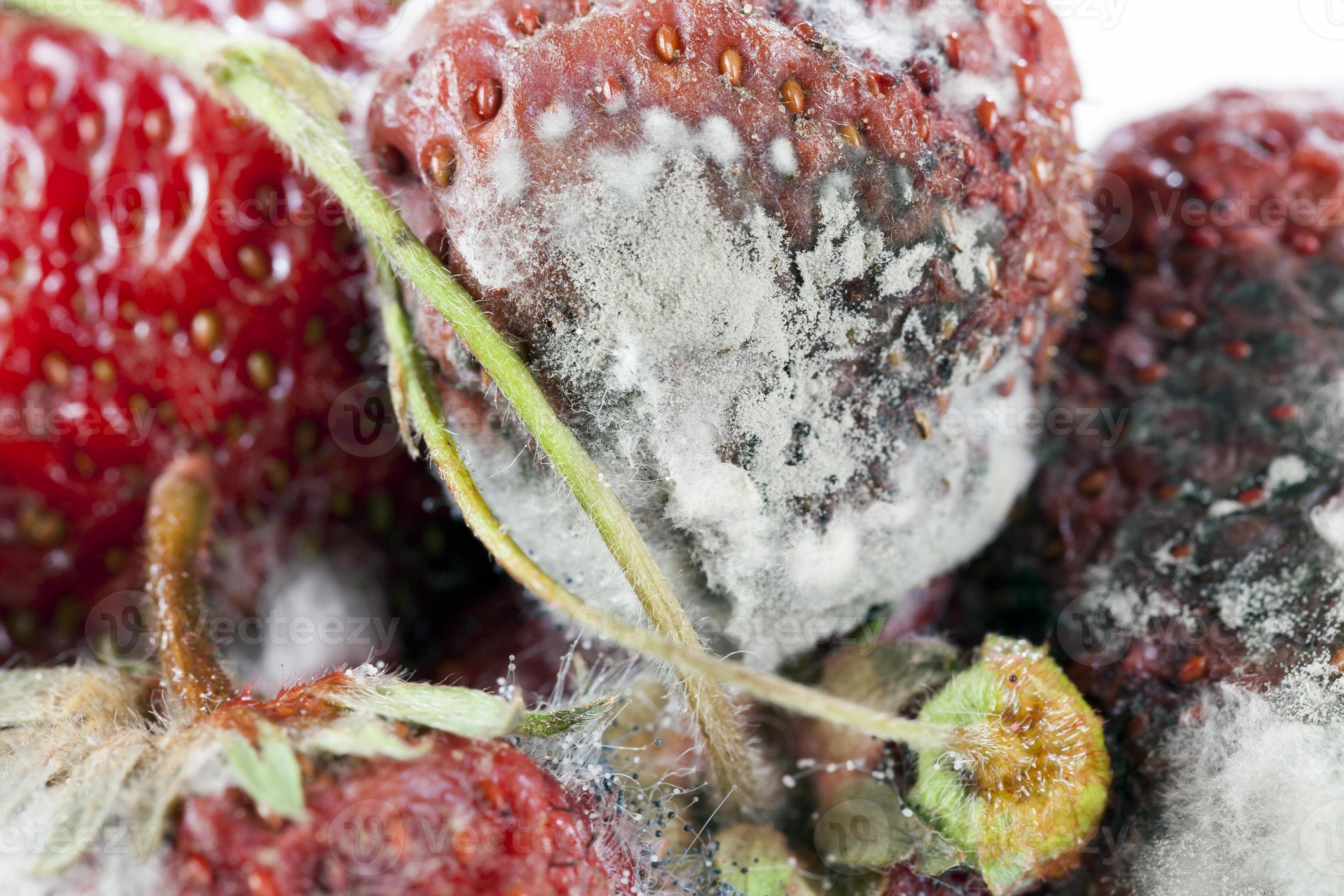 rotting overgrown strawberry 9658975 Stock Photo at Vecteezy