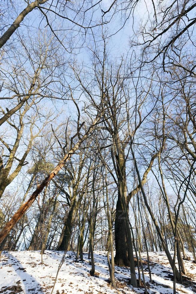 Deciduous trees in winter 9658989 Stock Photo at Vecteezy