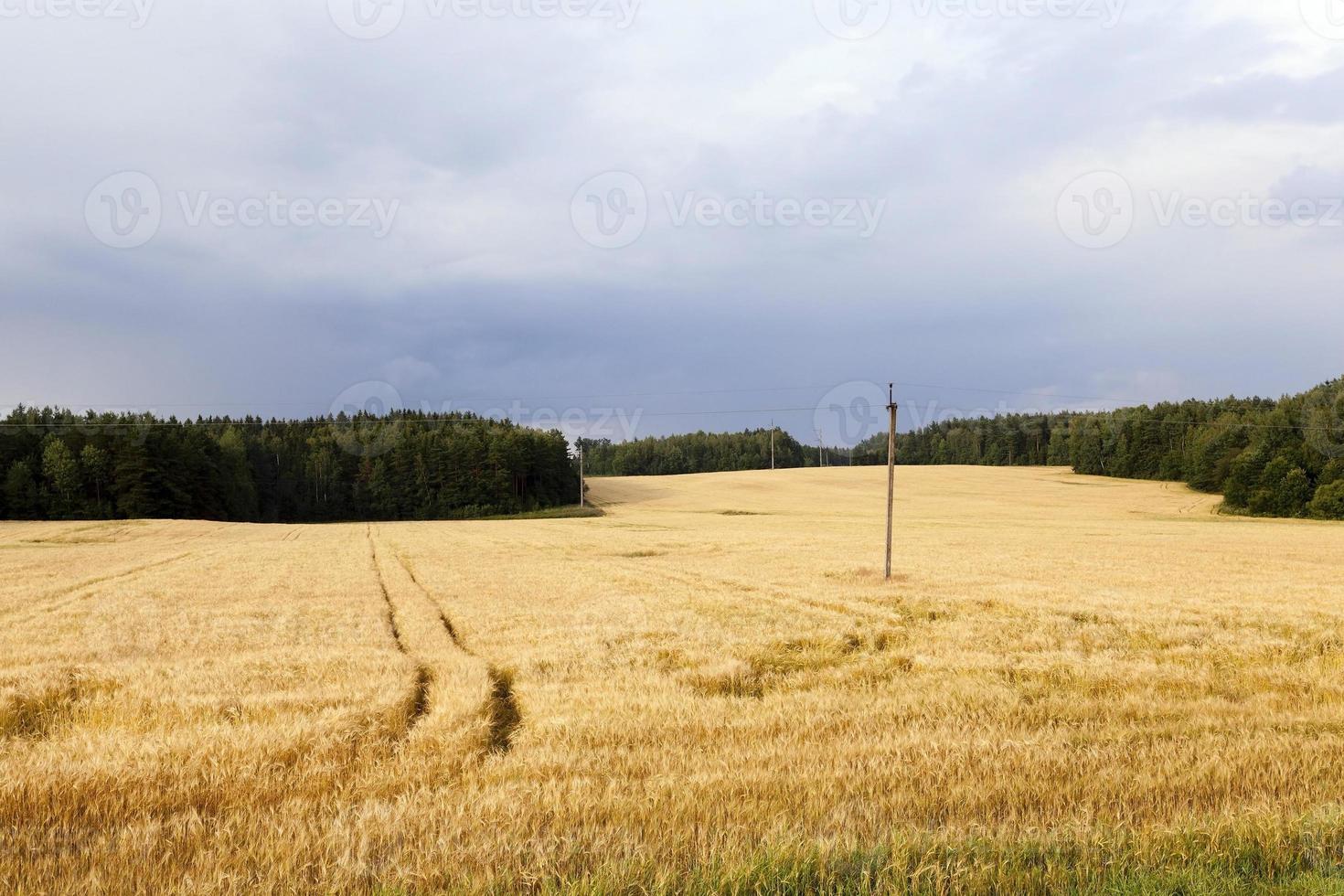 cosecha de cereales, campo foto