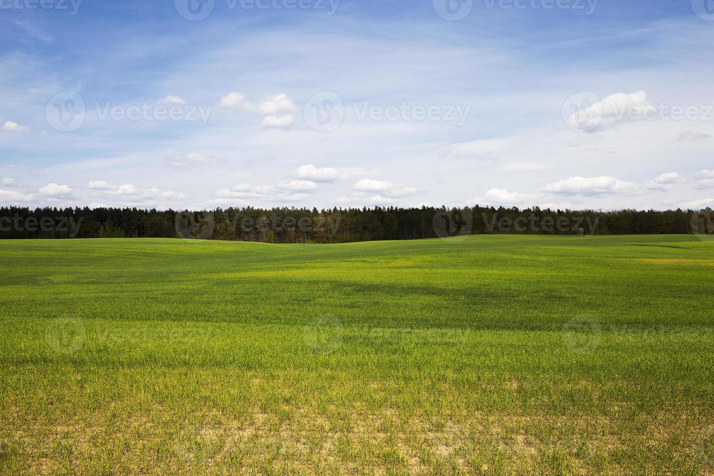 agricultura. cereales. primavera foto