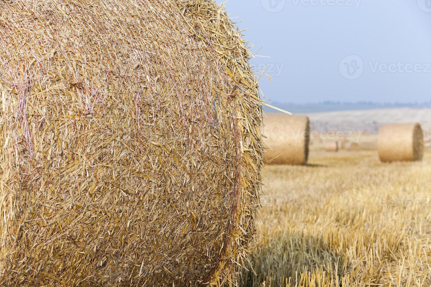 stack of straw in the field photo