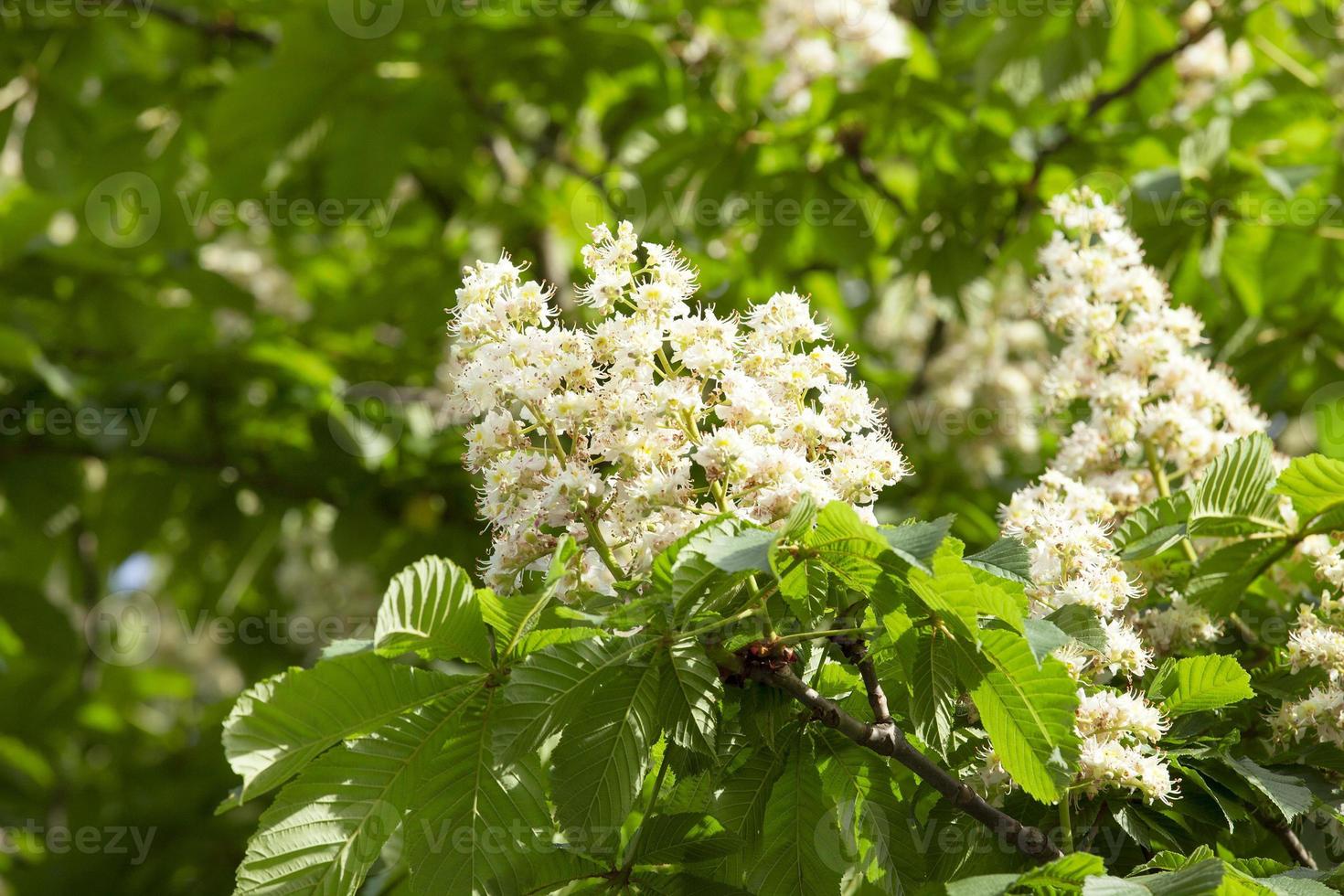 blooming chestnut tree in the spring photo