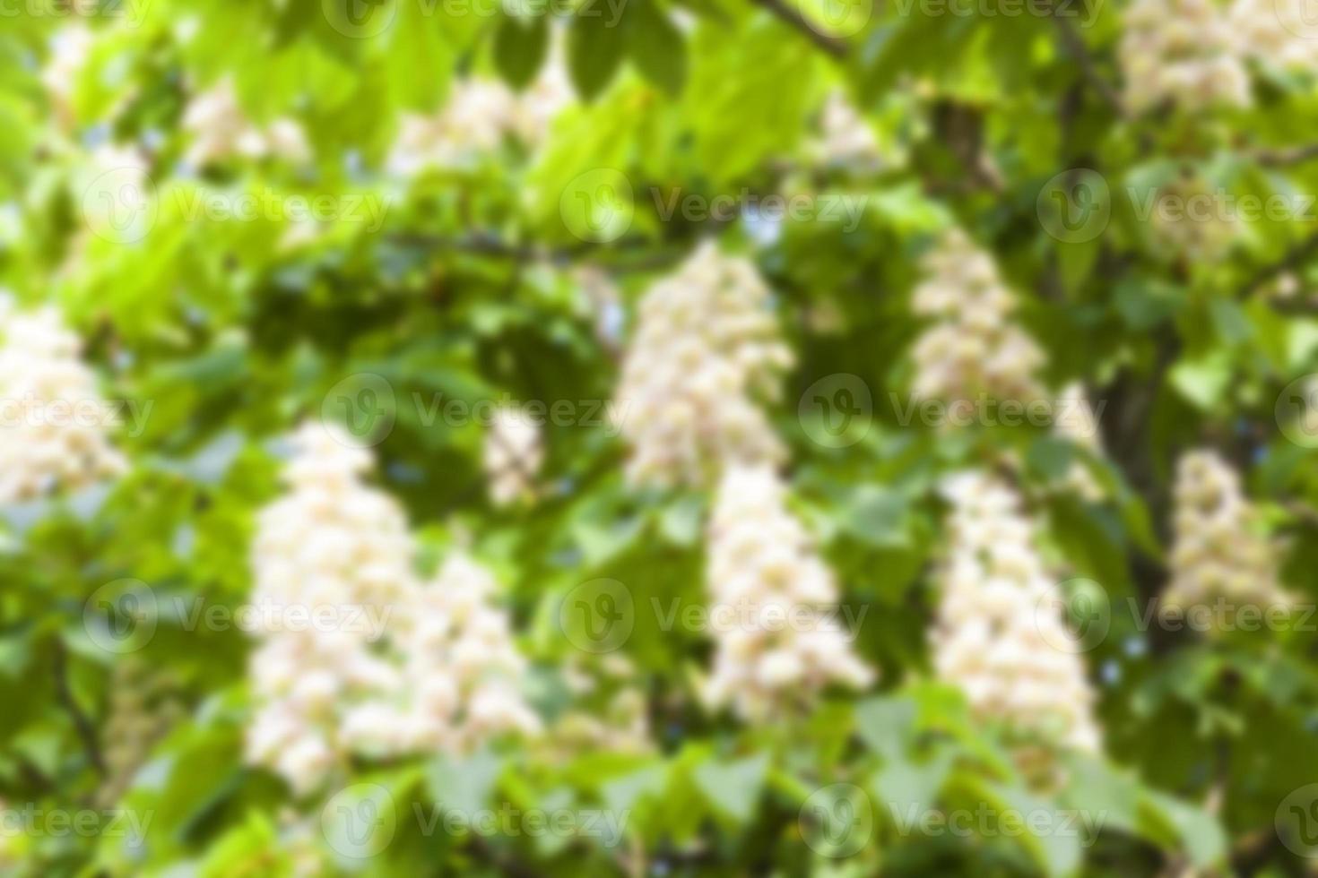 blooming chestnut tree in the spring photo