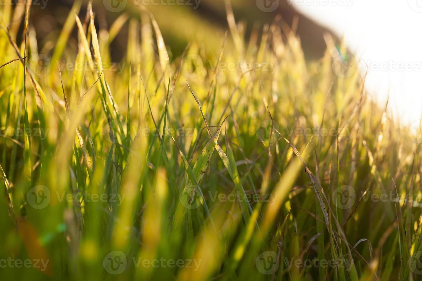 sunlight at sunset photo
