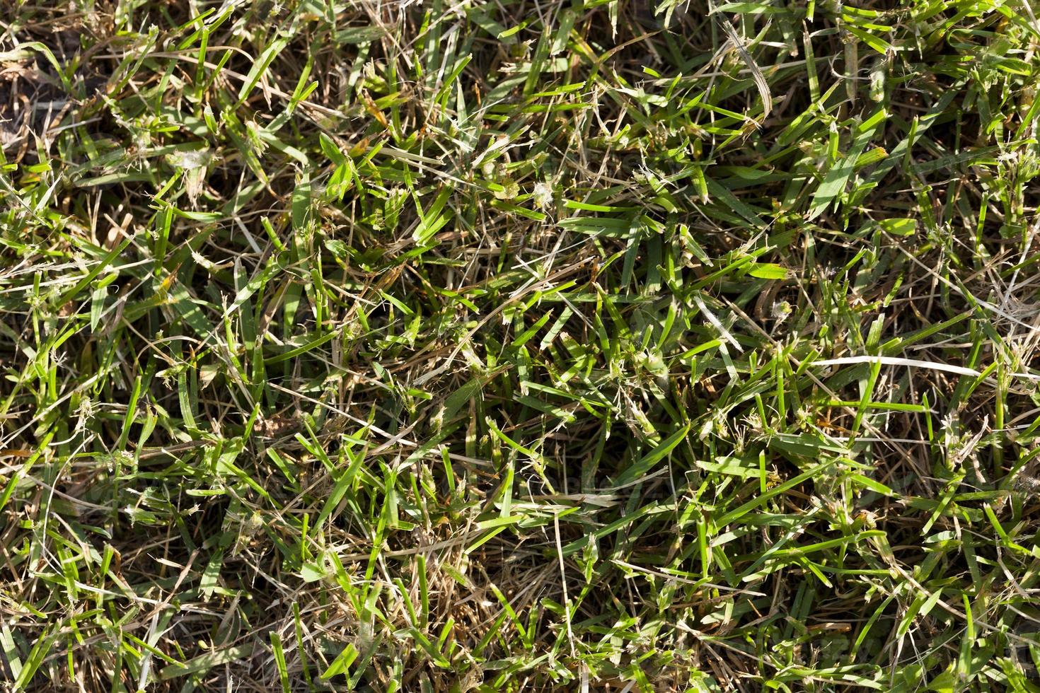 green grass with photo