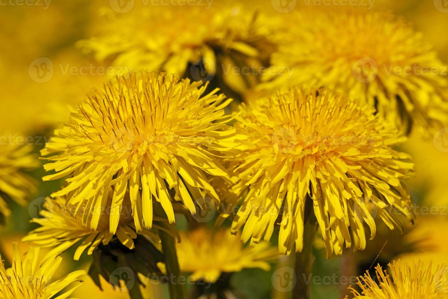 the macro photo of a flower of a dandelion. small depth of sharpness